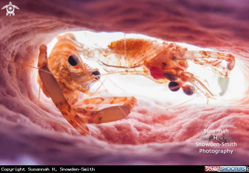 A Two Claw Shrimp