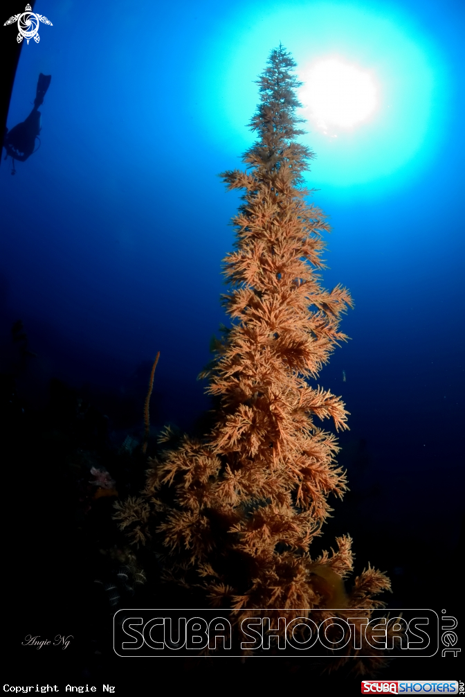 A coral 