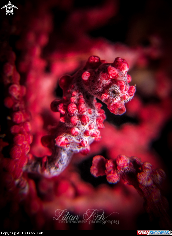 A Pygmy seahorse
