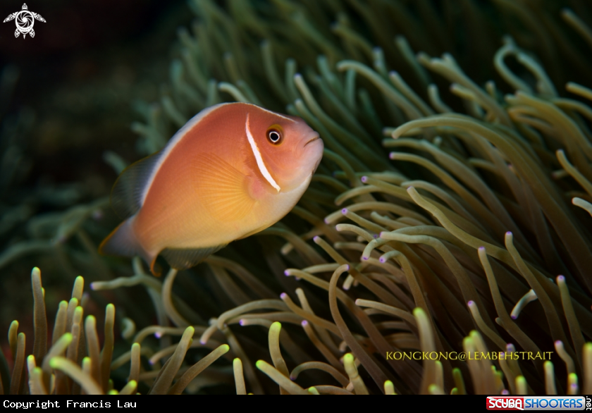 A Anemonefish