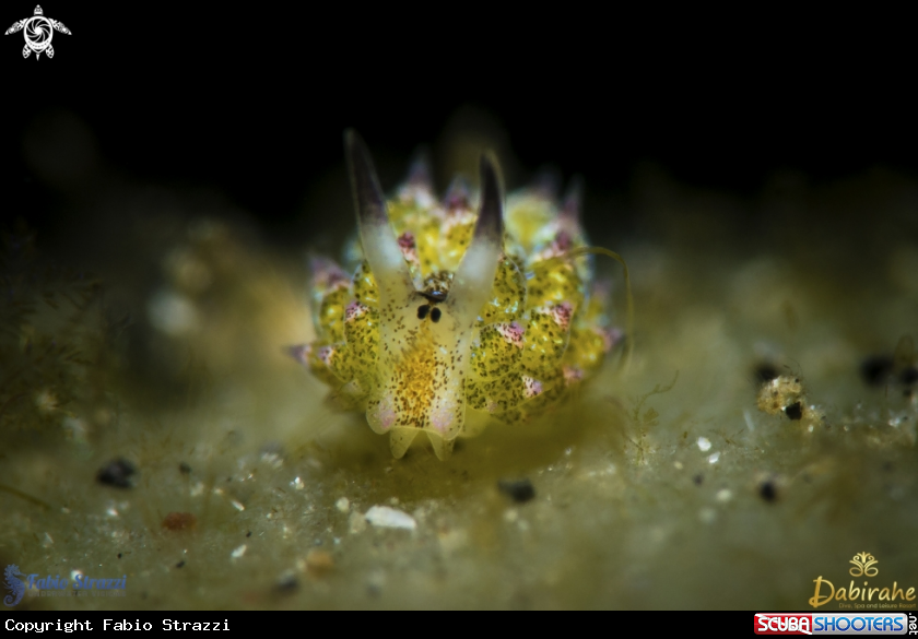A Nudibranch