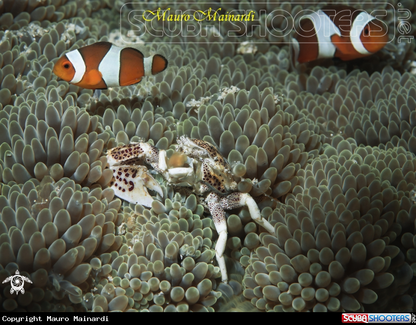 A Porcelain crab & friends