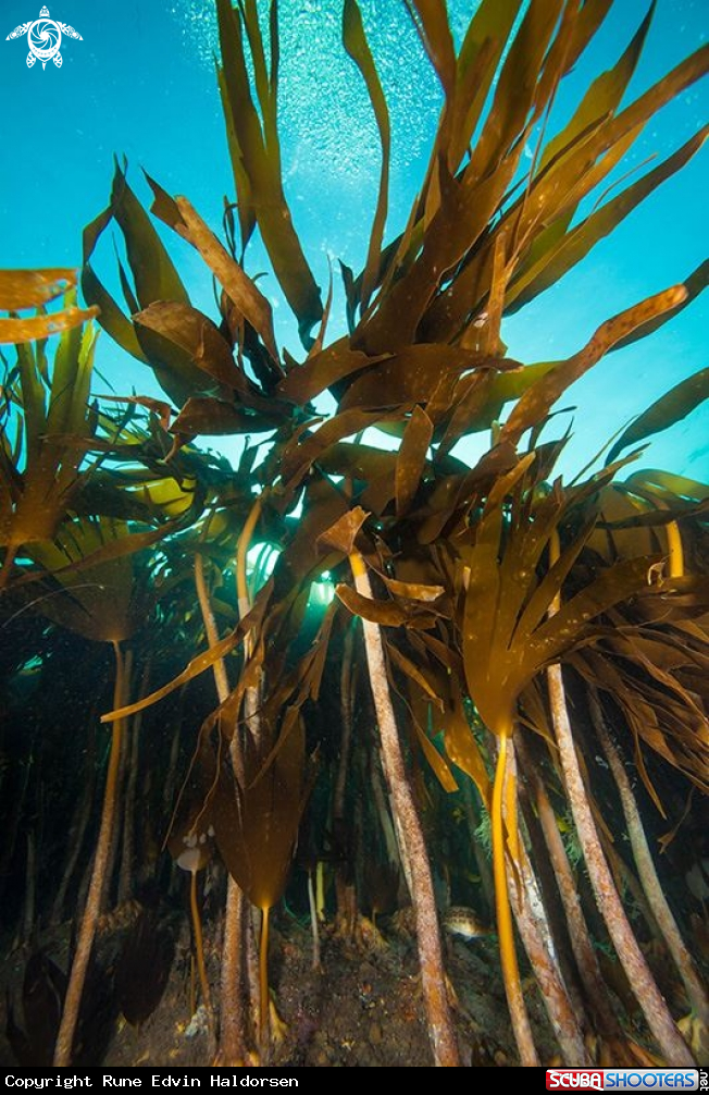 A Kelp