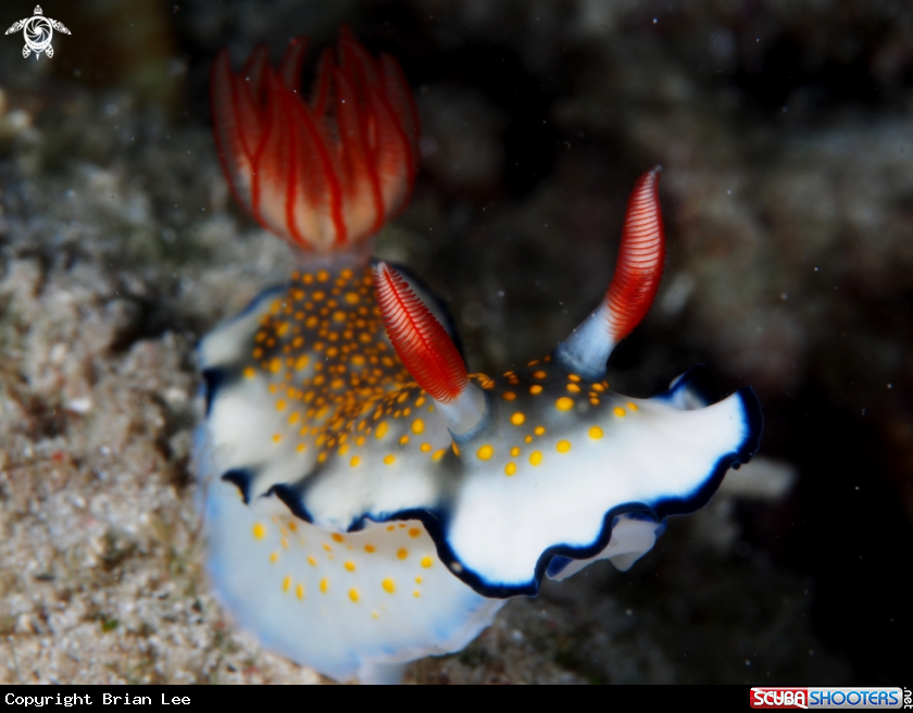 A Nudibranch