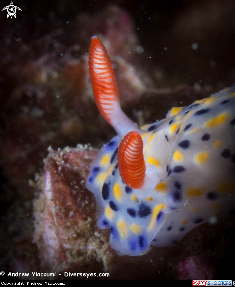 A underwater creature
