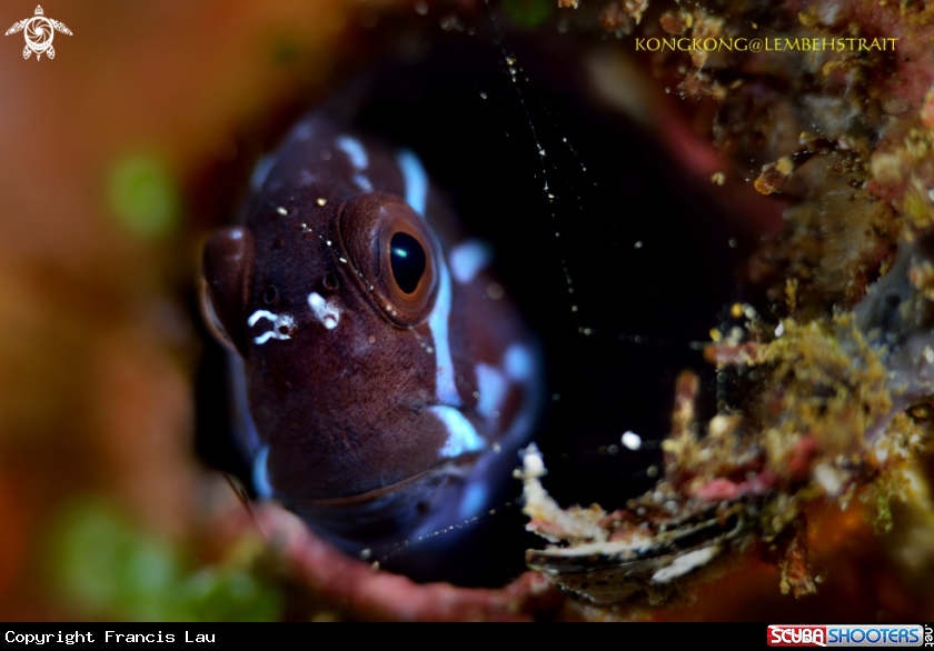 A Blenny