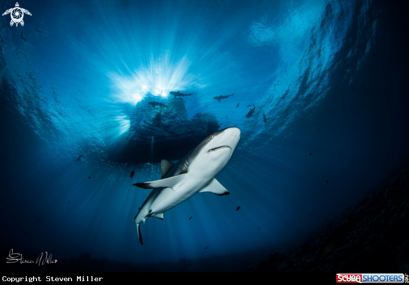 A Blacktop Reef Shark