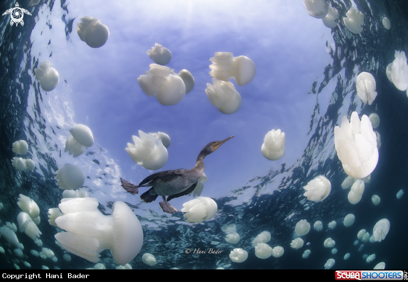 A socotra cormorant
