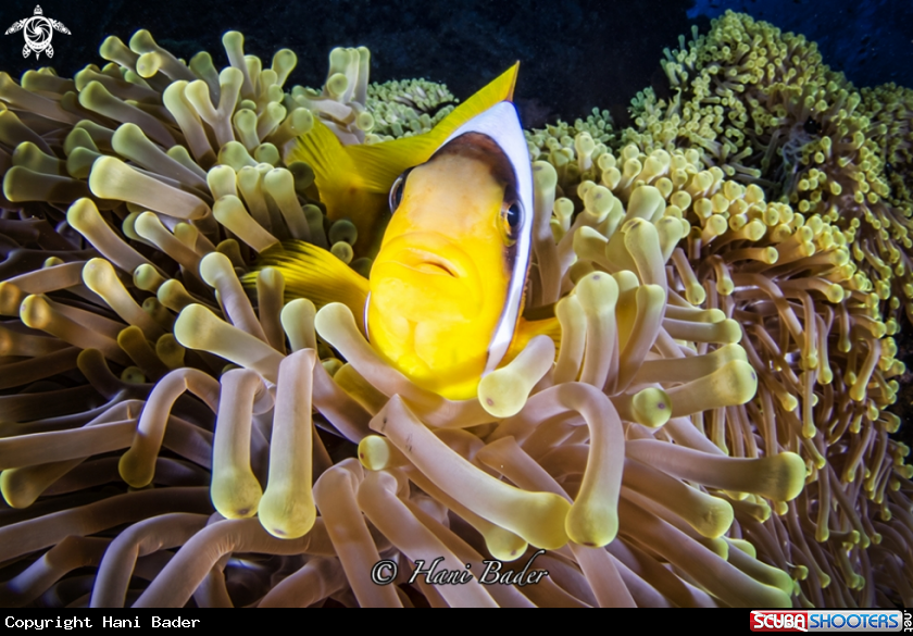 A Anemonefish