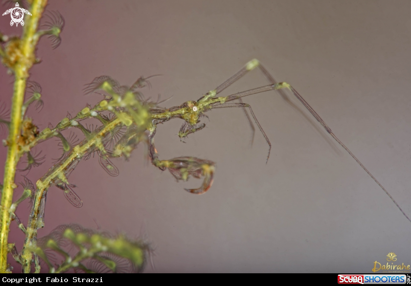 A Skeleton shrimp
