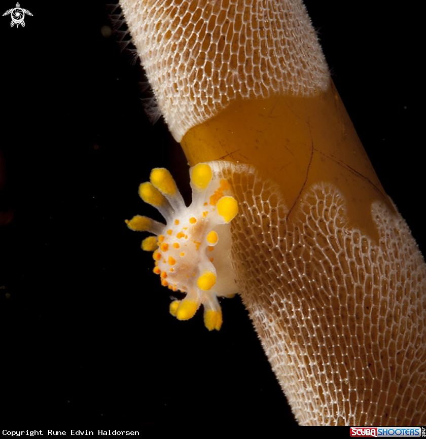 A Limacia Clavigera