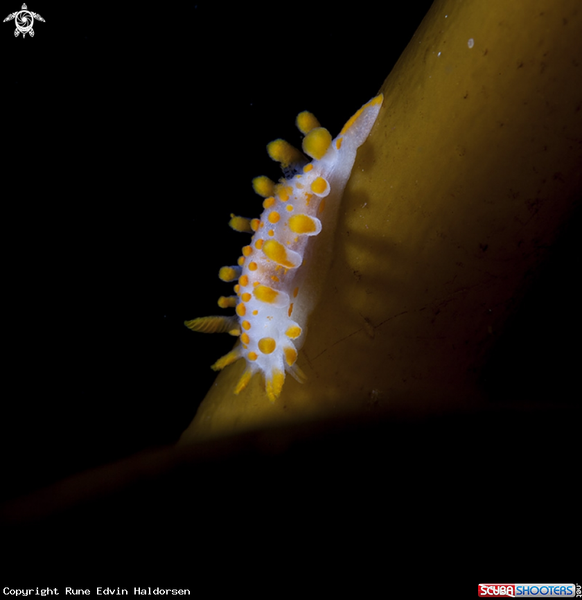A Limacia Clavigera