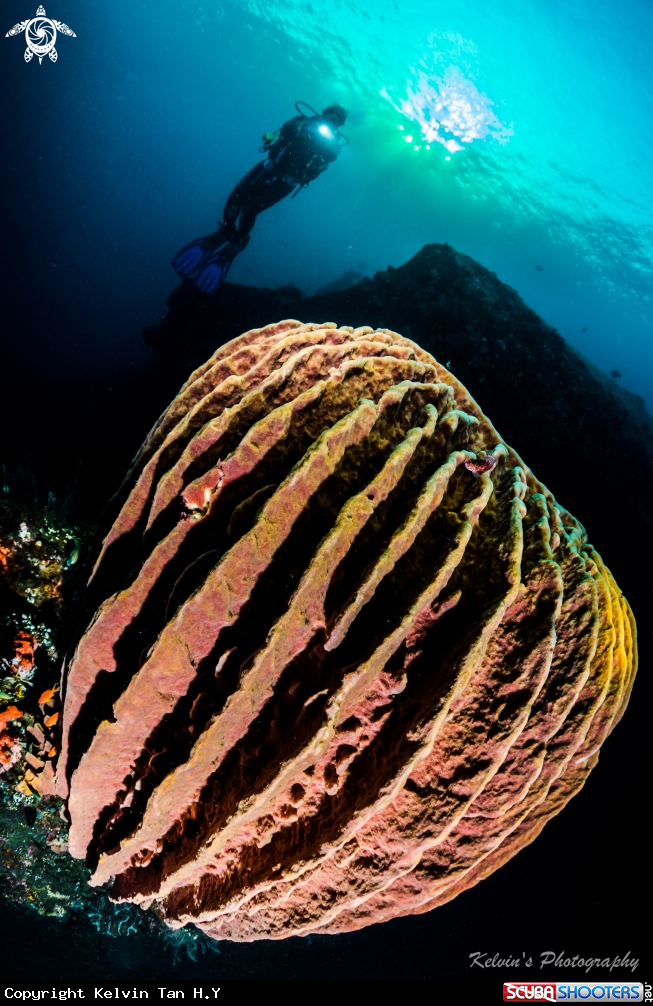 A wide angle hard coral