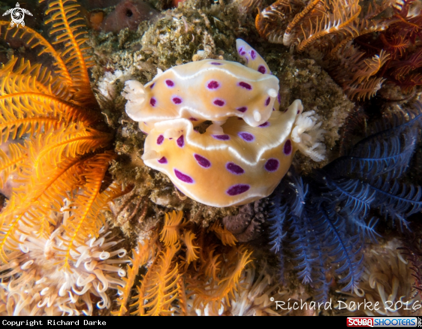 A Ink Spot Nudibranch