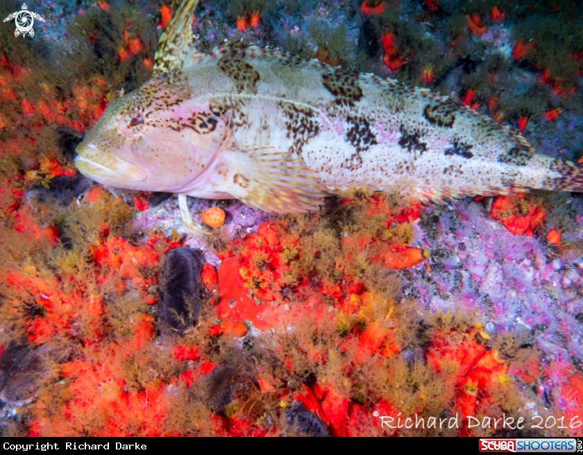 A Super Klipfish