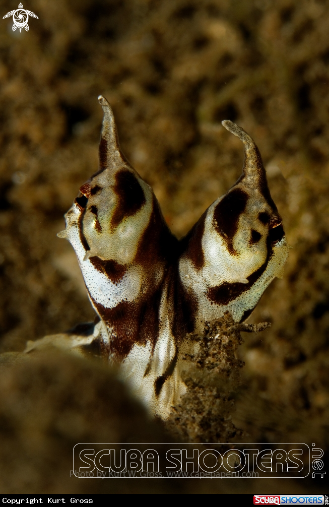 A Mimik Octopus
