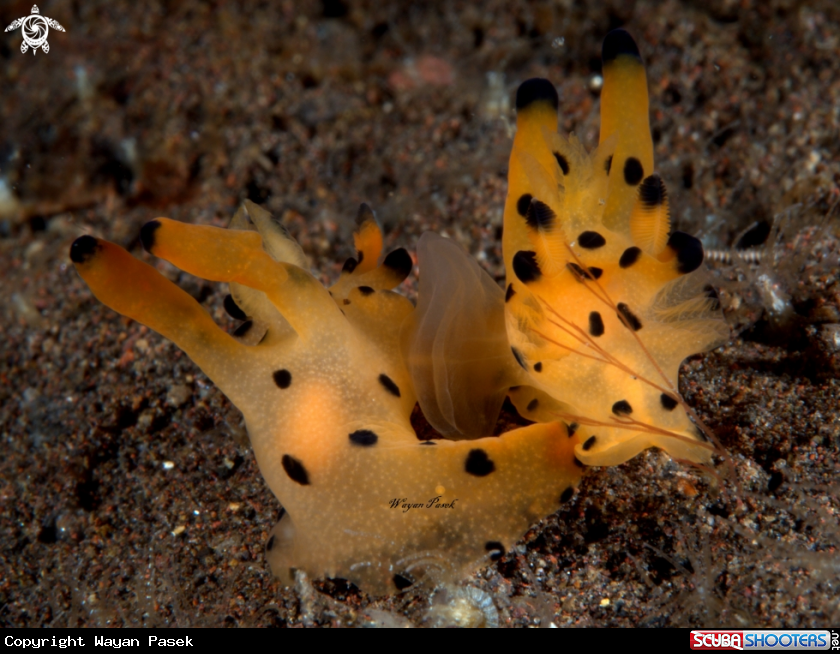 A pikacu-thecacera sp