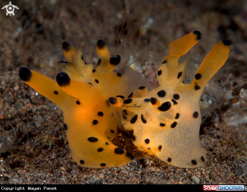 A pikacu-thecacera sp