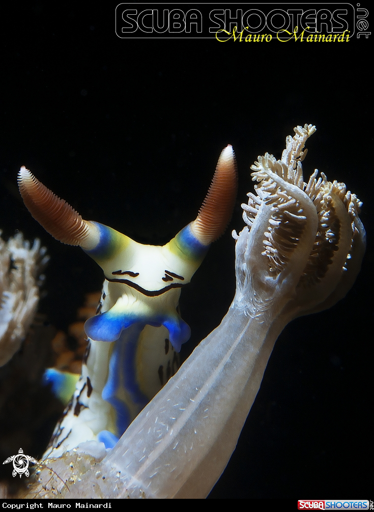 A Nudibranch