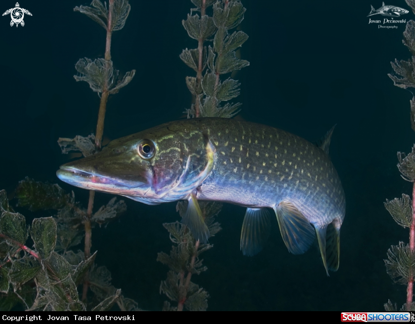 A Štuka / Pike.
