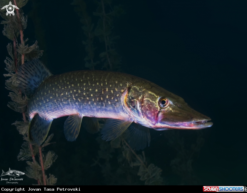 A Štuka / Pike.
