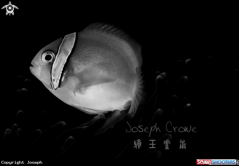 A Tomato Anemonefish
