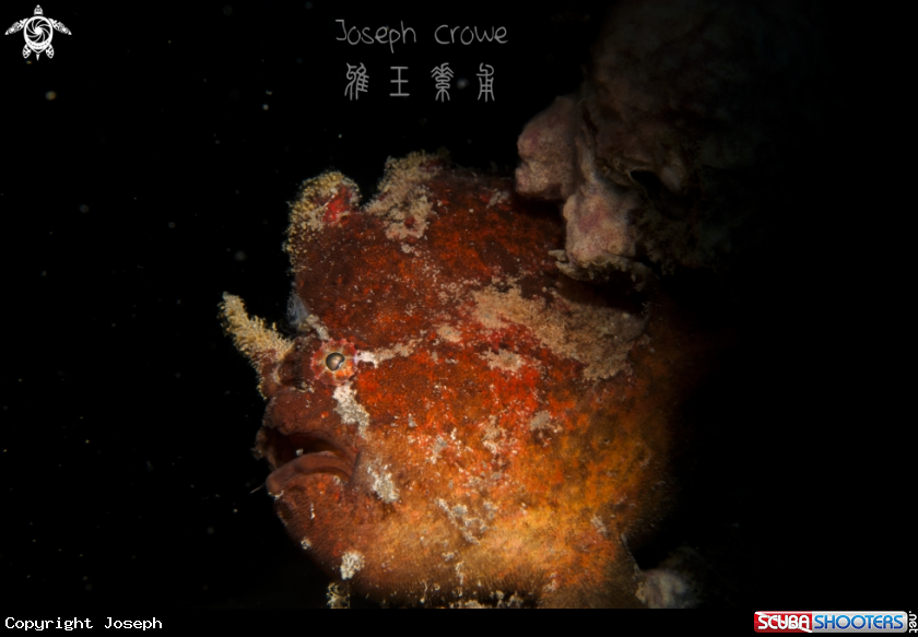 A Painted Frogfish