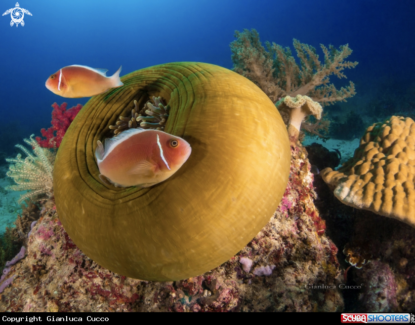 A Pink Clownfish