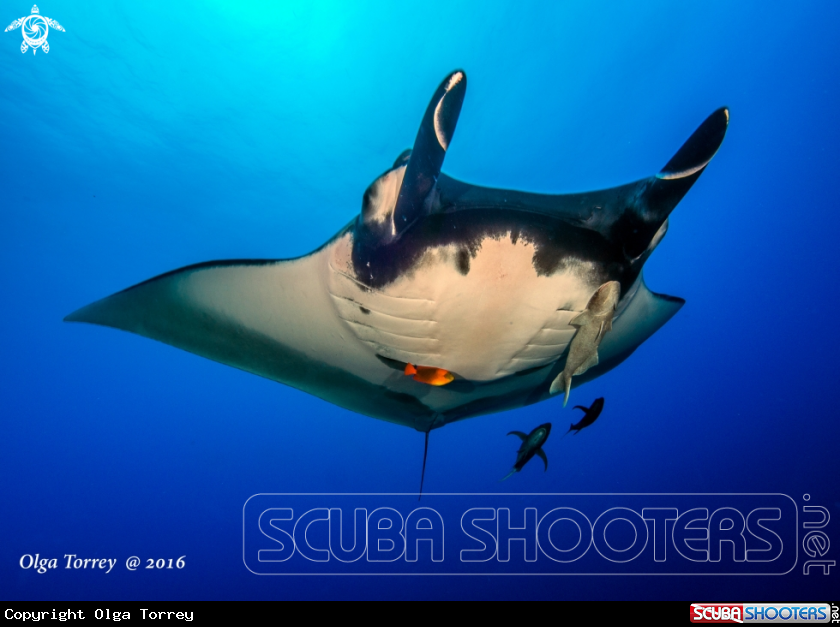 A Giant Oceanic Manta Rsy