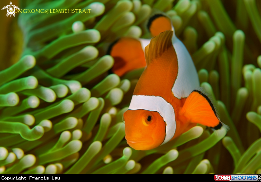 A Anemonefish