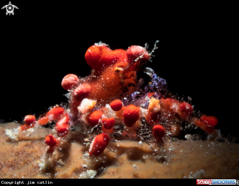A Cryptic tear drop crab 