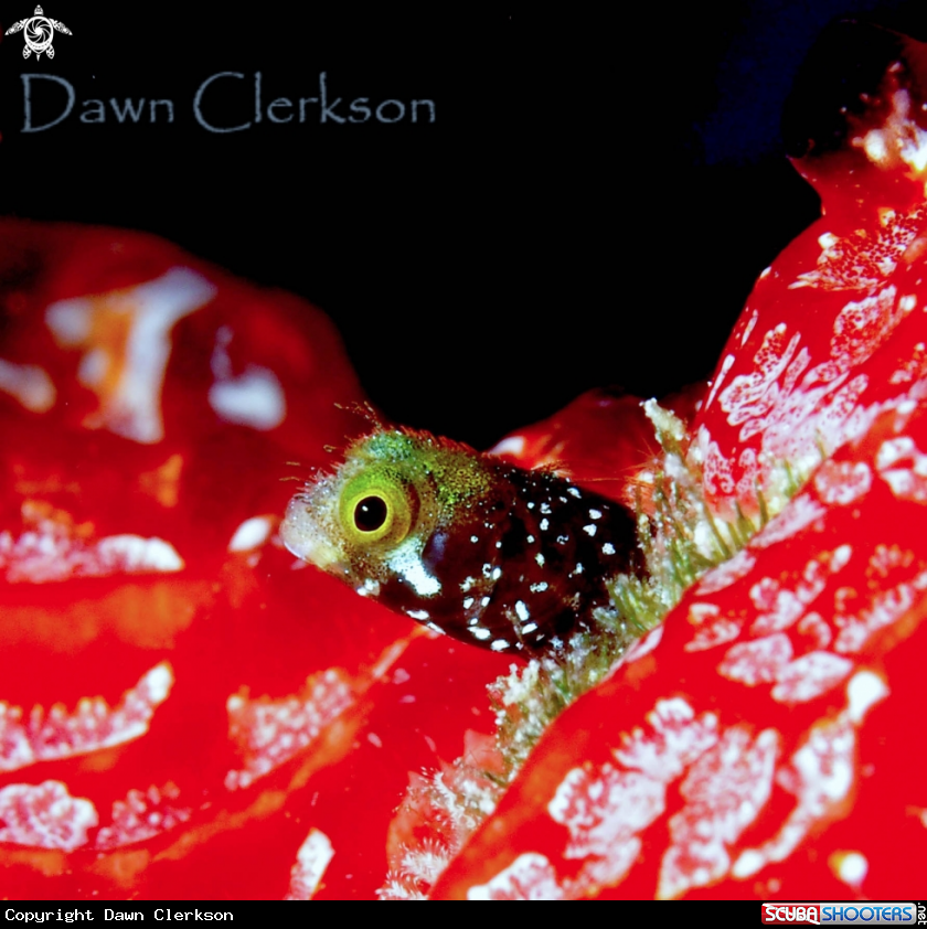 A Spinyhead Blenny