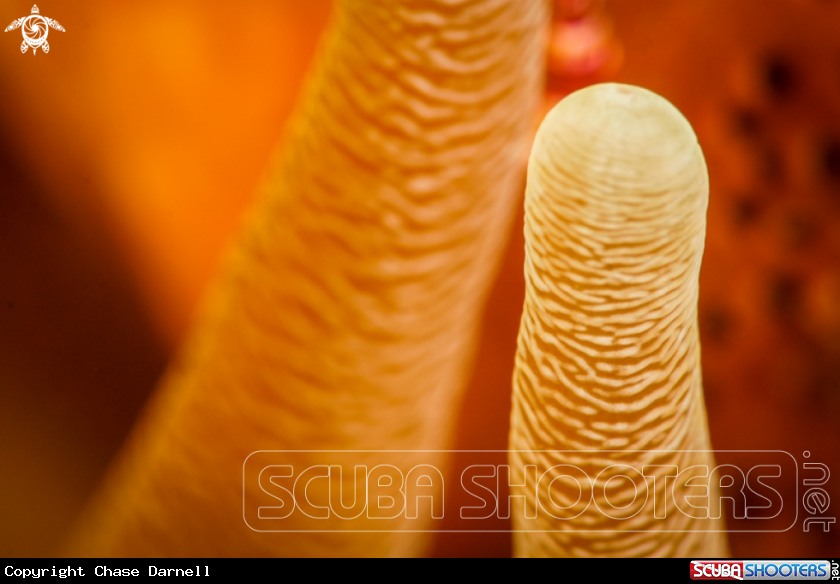 A Anemone 