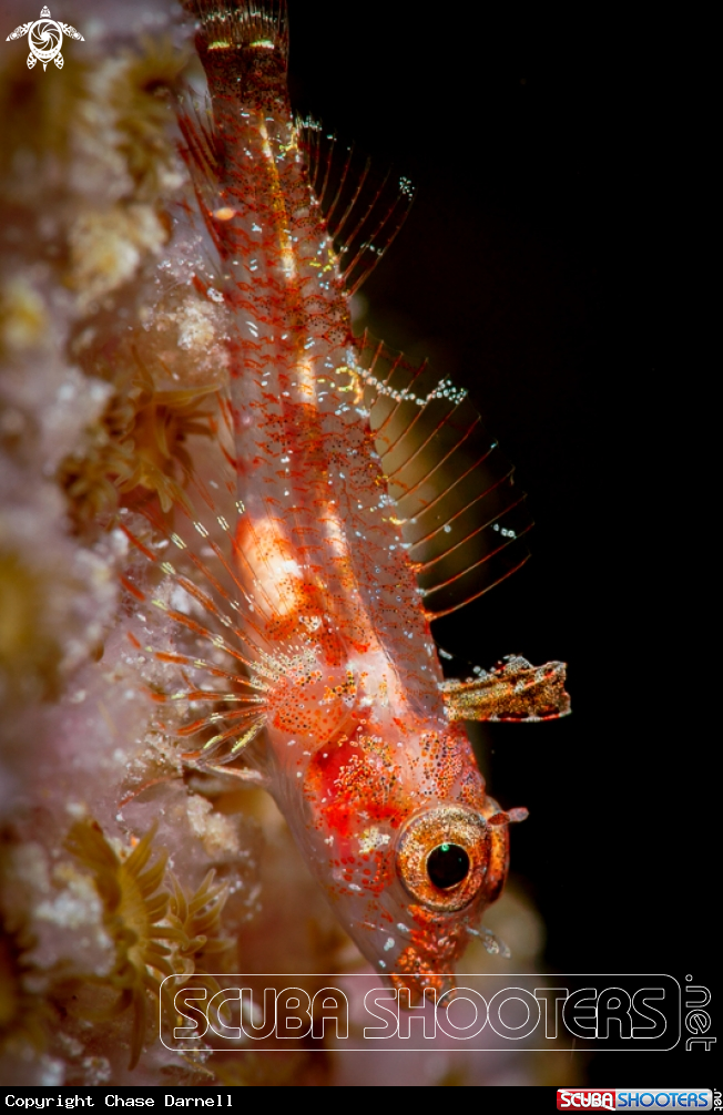 A Triple Fin Blenny