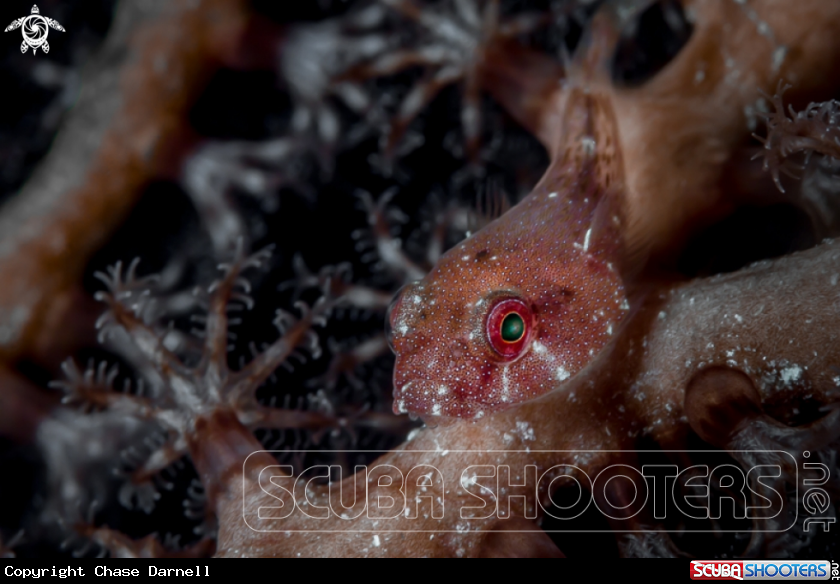 A Red Cling Fish