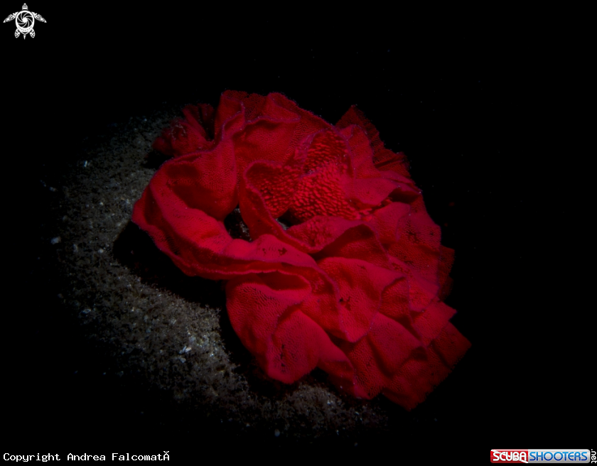 A Spanish dancer eggs