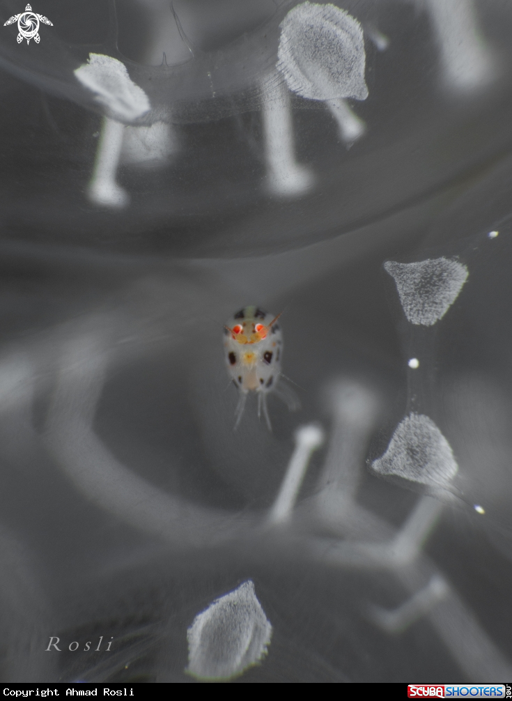 A Amphipod
