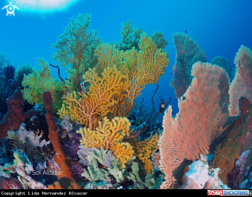 A Coral reef