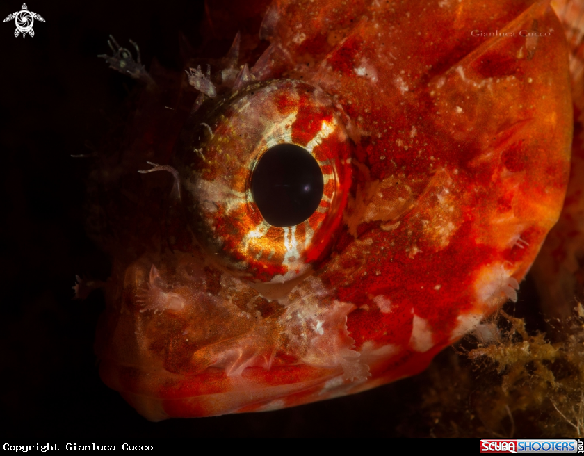 A Scorfanotto,Small red scorpion fish