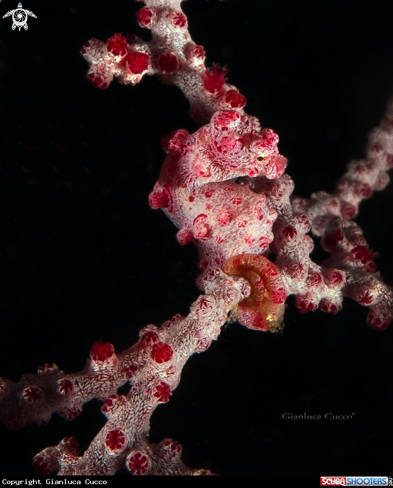 A Pygmy seahorse,Cavalluccio pigmeo