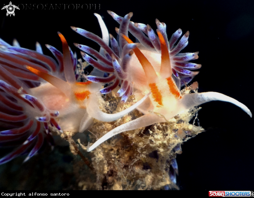 A cratena peregrina