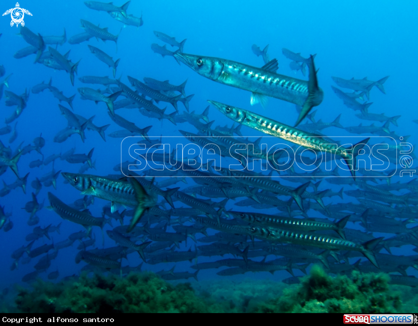 A barracuda