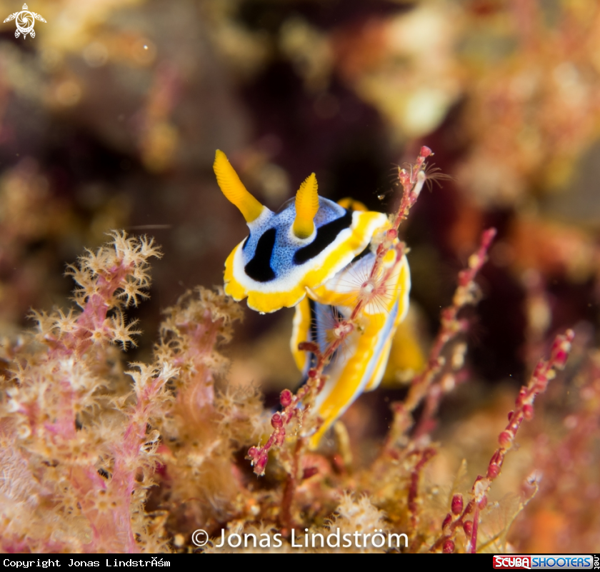 A Chromodoris annae