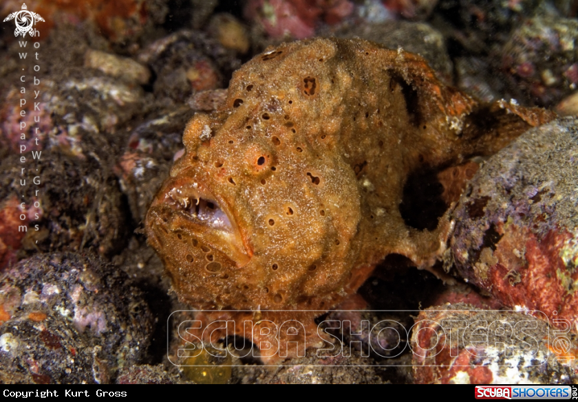 A Frog fish