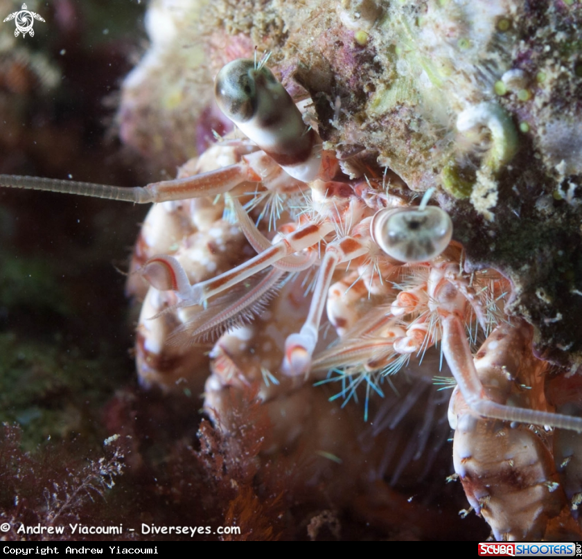 A Hermit Crab