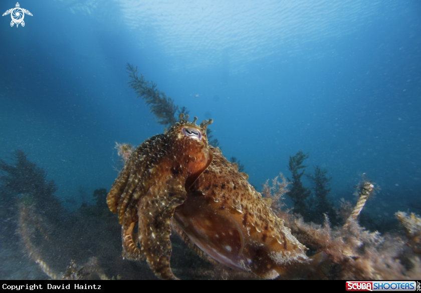 A CuttleFish