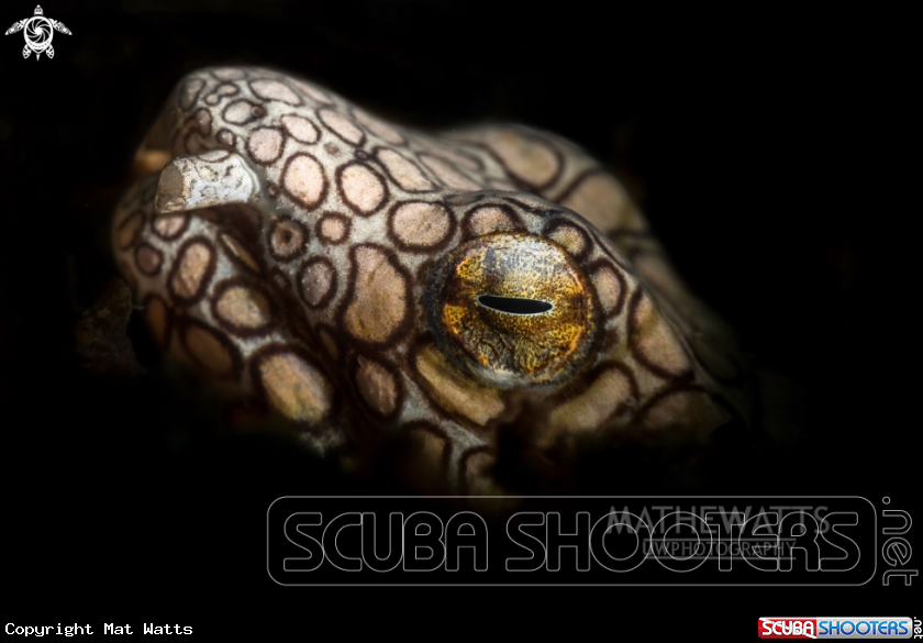 A Napoleon SnakeEel