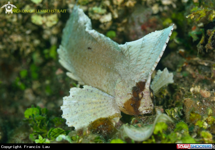 A Leaf fish
