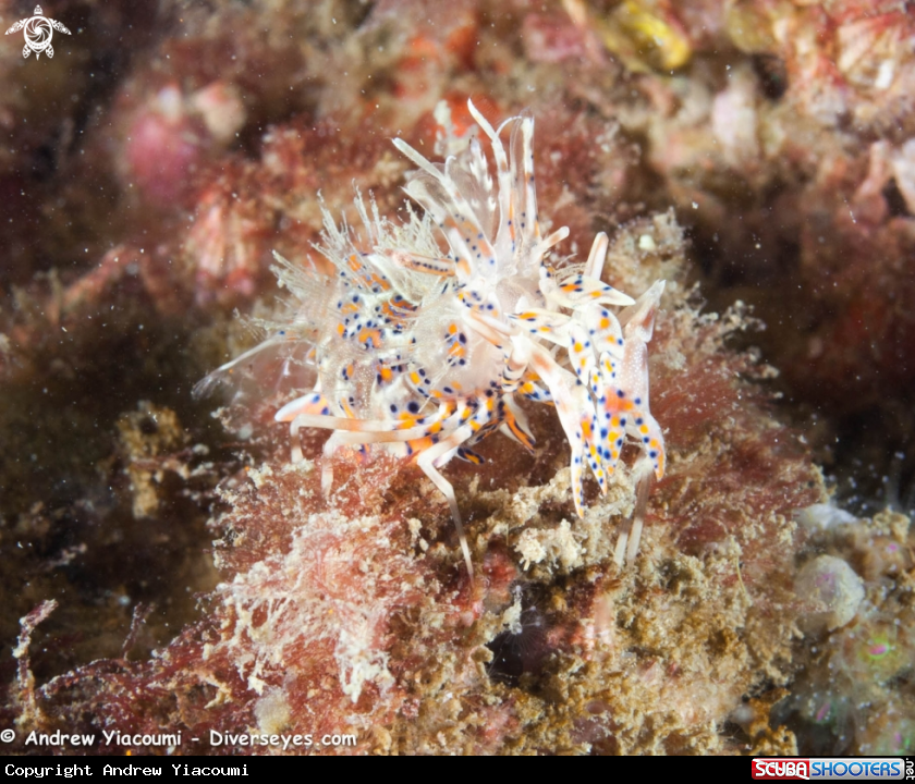 A Spiny Tiger Shrimp