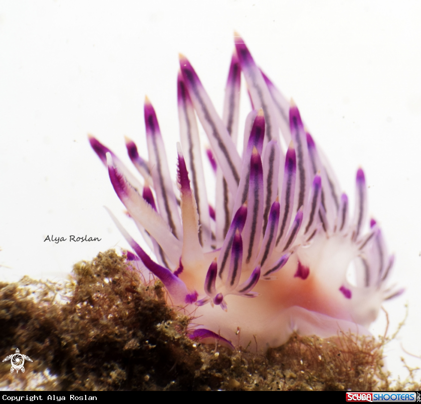 A Flabellina Rubrolineata